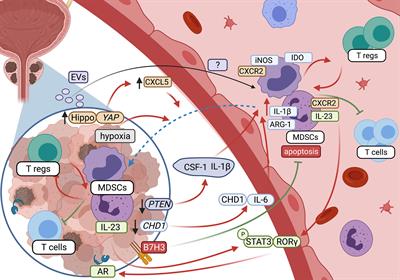 Myeloid-Derived Suppressor Cells as Key Players and Promising Therapy Targets in Prostate Cancer